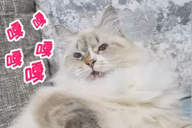 主人陪猫咪玩逗猫棒 小猫竟然发出鸭子叫？！铲屎官：喵喵？？