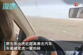 #被东北虎拍碎车窗亲历者发声# ：当时心里挺害怕，并未受伤视频封面