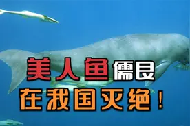 痛心！又一种珍惜动物灭绝了，美人鱼儒艮在中国功能性灭绝！