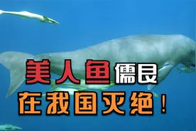 痛心！又一种珍惜动物灭绝了，美人鱼儒艮在中国功能性灭绝！视频封面