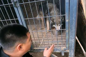 对付恩佐护食护笼子，我有三招杀手锏，先放最不能打的小弟去看看视频封面