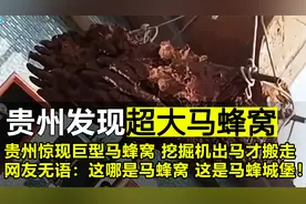 贵州出现巨型马蜂窝，居然靠吊车才能搬动，怎么会长到这么大？视频封面