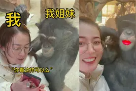 女子在动物园和猩猩互动，猩猩隔窗回应，网友：一声姐妹大过天视频封面
