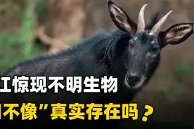 浙江惊现“四不像”，头上长尖角脚下是“天足”，还能飞檐走壁？视频封面