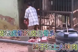 印度老虎饿的皮包骨头，终于吃上大块肉视频封面