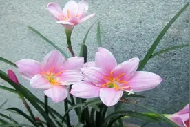 花儿也能预测天气，明天晴天还是下雨，瞅瞅花儿就知道，你会吗？