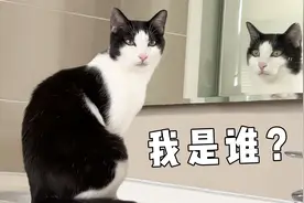 猫能认出镜子里是自己吗？专家：它可能觉得自己是人！视频封面