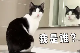猫能认出镜子里是自己吗？专家：它可能觉得自己是人！视频封面