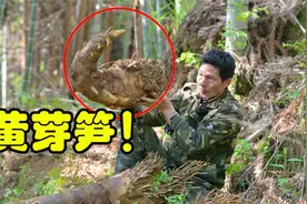 野外第一次挖到“巨型”黄芽笋！挖笋老师傅一锄头下去，高兴坏了视频封面