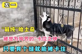 这是我见过"最蠢"的哈士奇，被称为狗界的"卡缝之神"，从小爱钻洞
