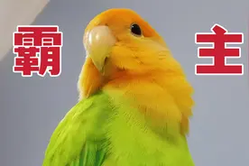 欺负仓鼠！调戏龟龟！嘲讽守宫！这小鹦鹉真是了不得！视频封面