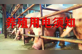 新手养殖要知道的养殖用电 可以节省不少钱 抓紧去申请吧视频封面