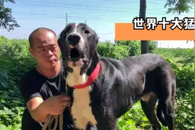 俄罗斯中亚牧羊犬，十大猛犬之一，智商却高，服从性强，来欣赏下视频封面