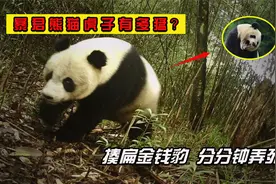 揍扁金钱豹，分分钟弄死豺狼，史上最强熊猫虎子战斗力有多猛？视频封面