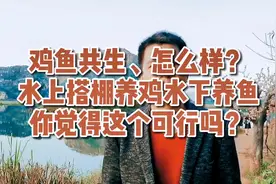 鸡鱼共生怎么样？水上搭棚养鸡水下养鱼，你觉得这个可行吗？视频封面