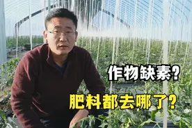叶片变黄作物缺素，是谁“偷”走了肥料？农民要反思了视频封面
