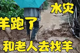 羊跑了，和老人上山找羊，羊能找回来吗…视频封面
