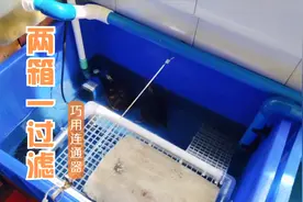 周末折腾，两个龟缸并联一个过滤，巧用连通器，鱼缸不建议如此做