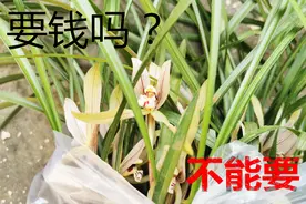 大学同学想买我的兰花，该不该收钱呢？我的性格：肯定不能收！视频封面