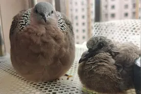 斑鸠幼鸟开启出窝行走模式，斑鸠妈妈开始教它啄食了视频封面