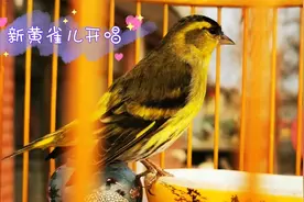 黄雀入笼惊喜不断，服笼开唱叫口不赖，经典三大口样样有，真少见视频封面