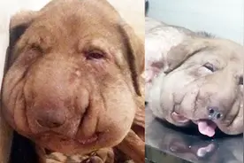 流浪狗脖子被绳子勒住,头肿成了河马脸，让人心酸视频封面