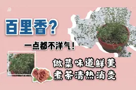 百里香，既是香料也是中药，养护简单，做饭泡茶健康又美味视频封面