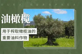 油橄榄——用于榨取橄榄油的重要油料作物视频封面