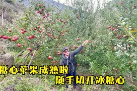 海拔2500米的糖心苹果成熟啦，硕果累累挂满枝头，随手切开冰糖心视频封面