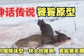 古代神话传说中的饕餮原型，猞猁捕猎麋鹿，小小的身体大大的能量视频封面