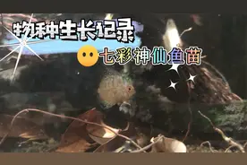 七彩神仙鱼苗从3公分长到这么大，一天喂两次，一周换水两次视频封面