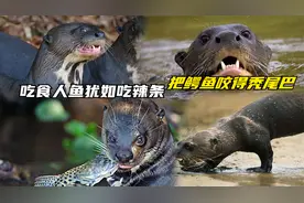 吃食人鱼犹如吃辣条，把鳄鱼咬的秃尾巴，巨獭如何称霸亚马逊？视频封面