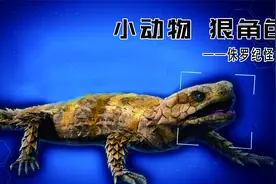 身披铠甲的南非犰狳蜥，侏罗纪时代幸存下来的产物，一级保护动物视频封面