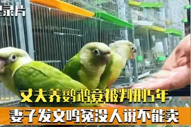 丈夫养鹦鹉竟被判刑5年，妻子发文鸣冤：没人说不能卖啊！纪录片视频封面