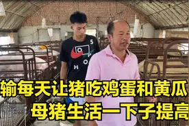猪价行情好，常输每天给母猪吃鸡蛋和黄瓜，猪的待遇一下子提高了视频封面