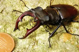 一只天牛被拍卖58万人民币，世界上最贵的宠物，让你怀疑人生视频封面