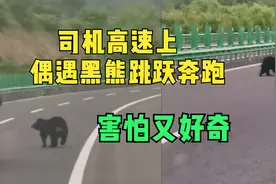 害怕又好奇，吉林一司机高速上偶遇黑熊跳跃奔跑，拍视频后报警视频封面
