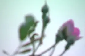 【纪录片】百年婚恋-老舍【720P】视频封面