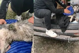 哈士奇咬死家禽被主人打杀，丢入池塘奄奄一息，画面曝光网友怒了视频封面