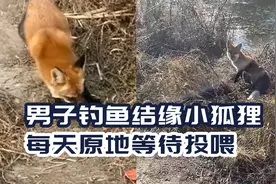 小伙子钓鱼结缘小狐狸，每天原地等待投喂：早上7点开始钓鱼打卡视频封面