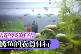 鳑鲏鱼怎么养？从水质氧气食物到饲养环境，古法养鳑鲏鱼方法技巧视频封面