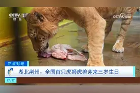 全国首只虎狮虎兽迎来三岁生日视频封面