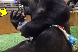 大猩猩第一次分娩三天三夜，当看清它生下的生物时，吓得尖叫起来视频封面