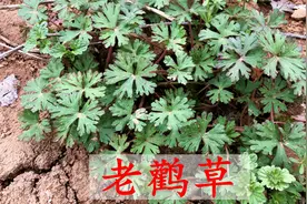 农村常见的老鹳草煮水，好多人不知它是宝？今天总算找到了视频封面