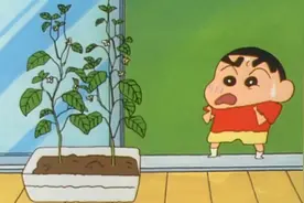 蜡笔小新：小新知道美伢在家种青椒，瞬间石化了视频封面