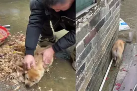 主人杀鸡狗狗强行凑热闹，下秒被主人抓去“拔毛”，吓得离家出走视频封面