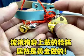 流浪狗身上戴的铃铛，居然是黄金做的！视频封面
