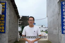 20万1吨的蚯蚓，为什么这么值钱，农夫茗程带大家了解蚯蚓养殖