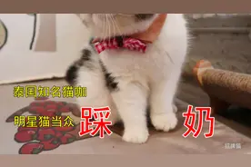 走访曼谷知名猫咖，偷偷拍到多只猫咪目中无人当众踩奶