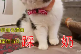 走访曼谷知名猫咖，偷偷拍到多只猫咪目中无人当众踩奶